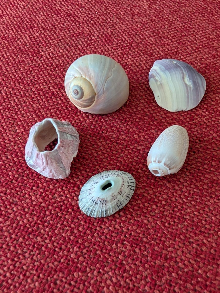 Bag of shells
