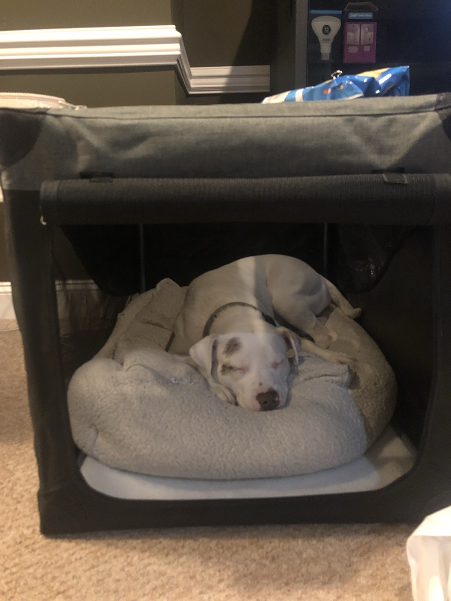 Travel dog crate