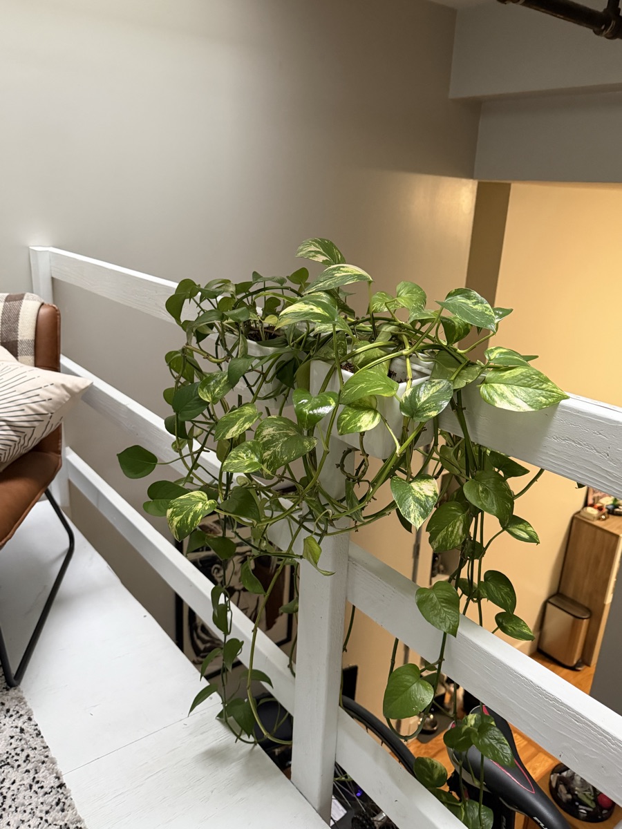 pothos plant in white ceramic planters