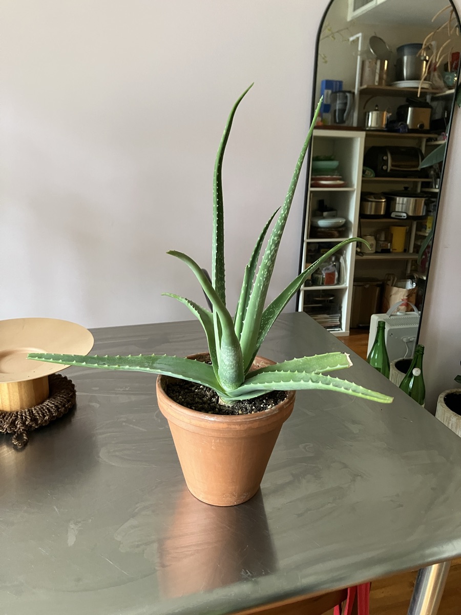 aloe plant