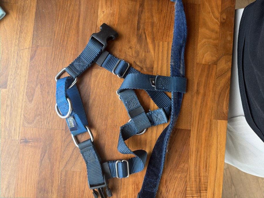 Two hounds med harness