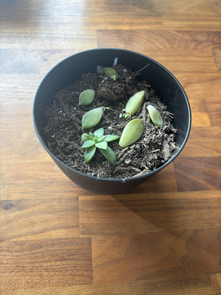 Small succulents