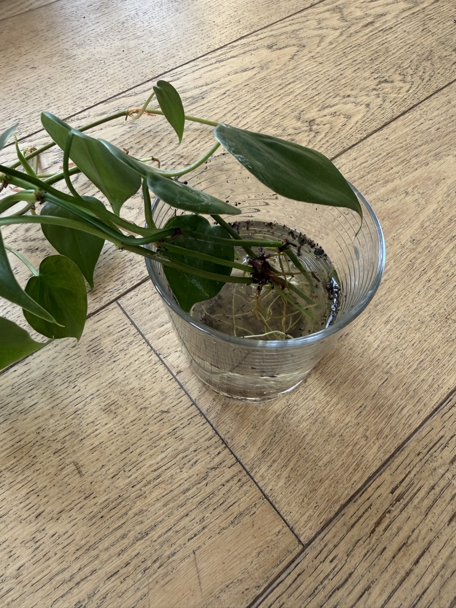 Pothos clippings