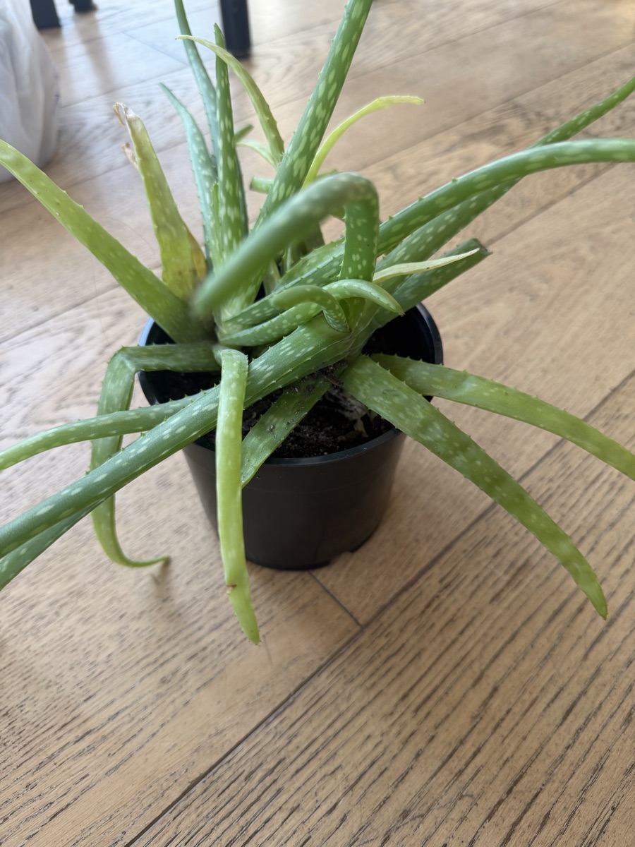 Aloe