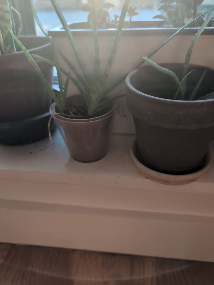 Aloe plants